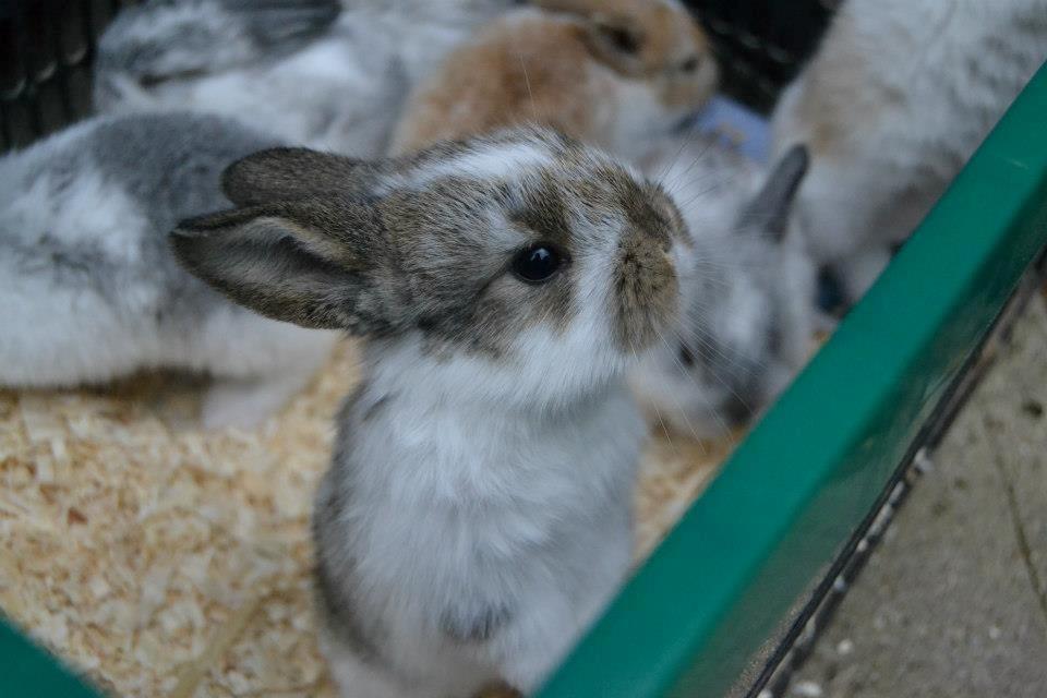 Kanin Rådved Nygård´s Optimus Prime billede 9