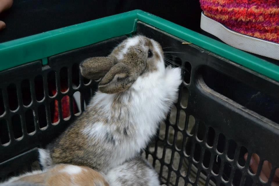 Kanin Rådved Nygård´s Optimus Prime billede 10