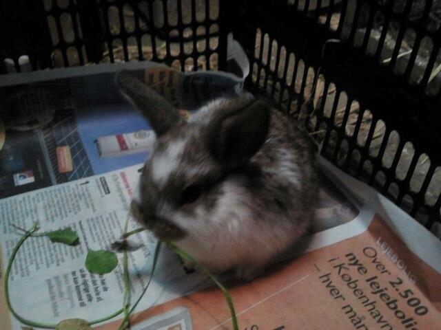 Kanin Rådved Nygård´s Optimus Prime billede 11