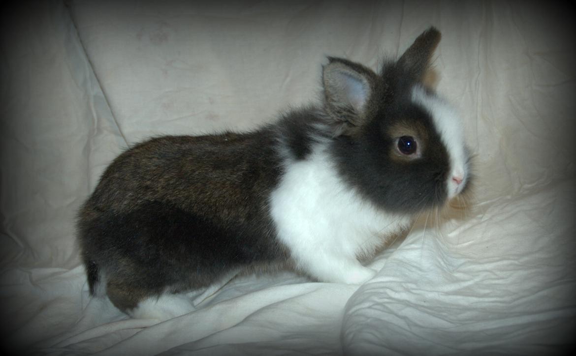 Kanin Pjerrot R.I.P - Leger lige model ;D billede 17