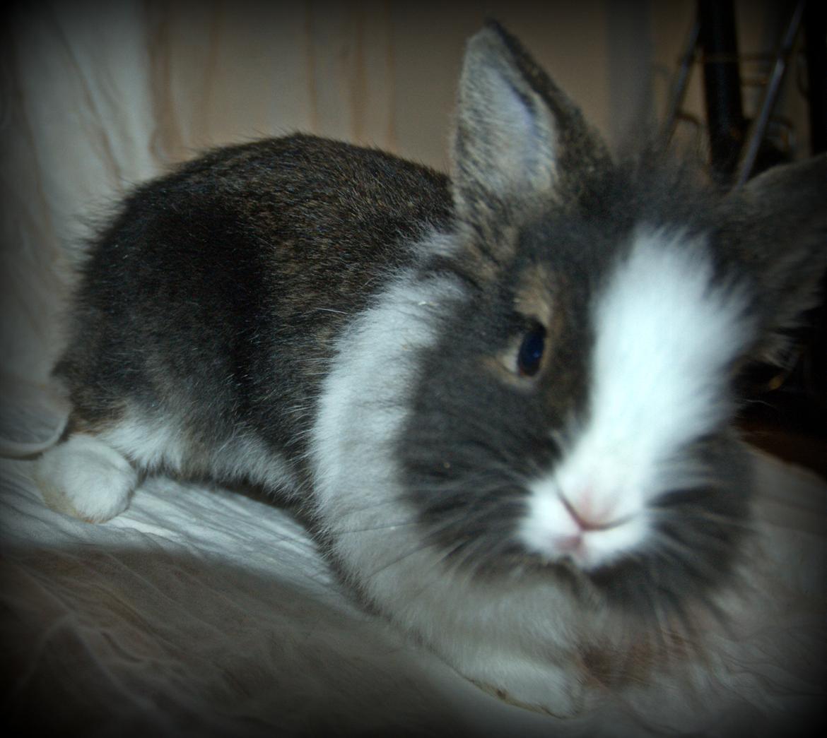 Kanin Pjerrot R.I.P - Er jeg ik bar nuttet? :I billede 18