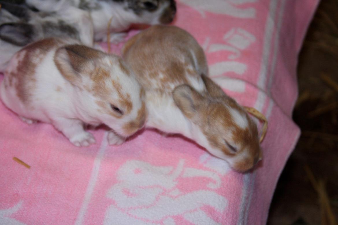 Kanin Rådved Nygård´s Star Scream (Udlånt) billede 2