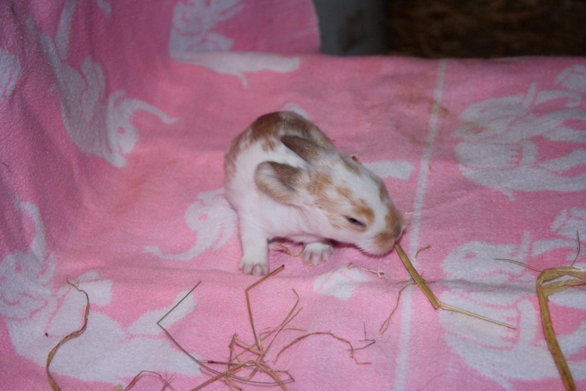 Kanin Rådved Nygård´s Star Scream (Udlånt) billede 3