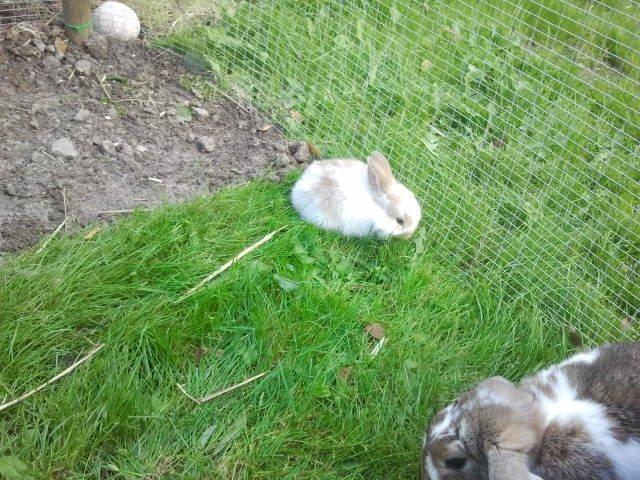 Kanin Rådved Nygård´s Star Scream (Udlånt) billede 4