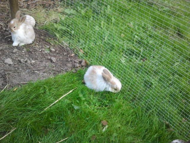 Kanin Rådved Nygård´s Star Scream (Udlånt) billede 5