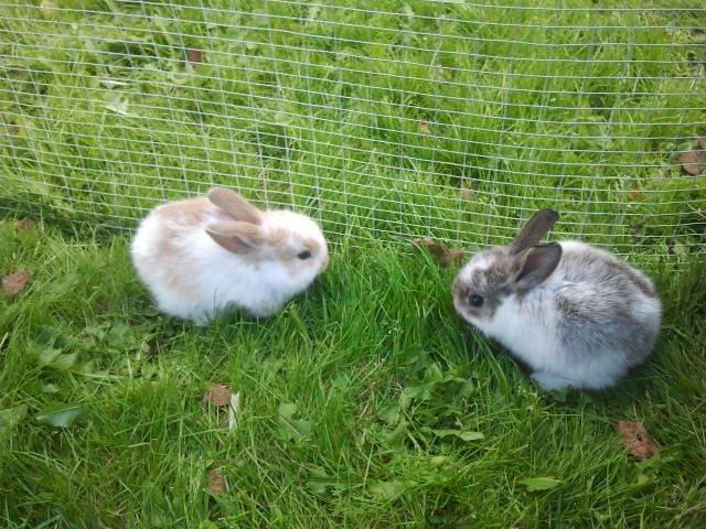 Kanin Rådved Nygård´s Star Scream (Udlånt) billede 6