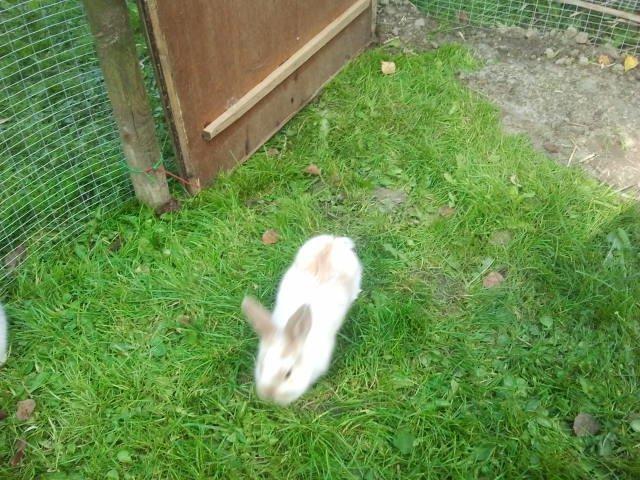 Kanin Rådved Nygård´s Star Scream (Udlånt) billede 7