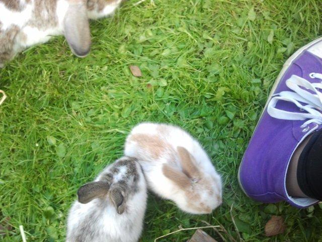 Kanin Rådved Nygård´s Star Scream (Udlånt) billede 8