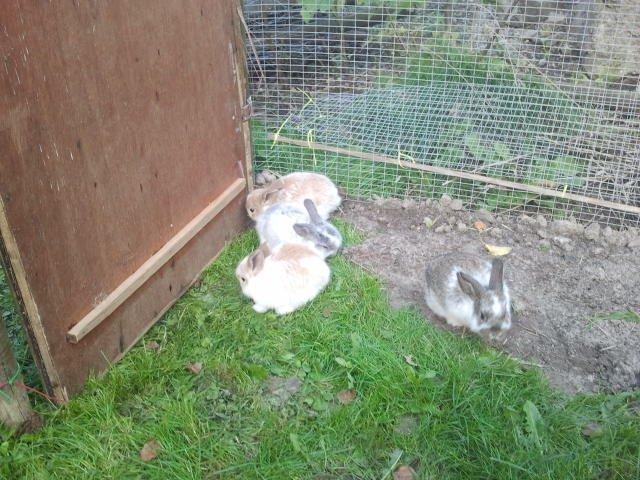 Kanin Rådved Nygård´s Star Scream (Udlånt) billede 9