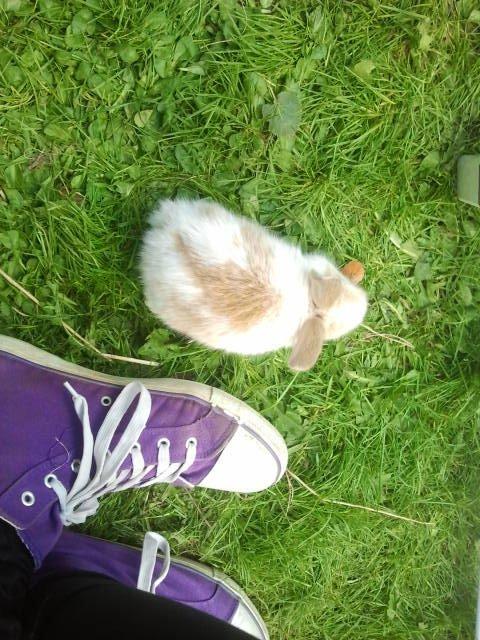 Kanin Rådved Nygård´s Star Scream (Udlånt) billede 10