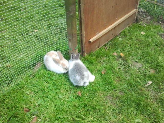 Kanin Rådved Nygård´s Star Scream (Udlånt) billede 11