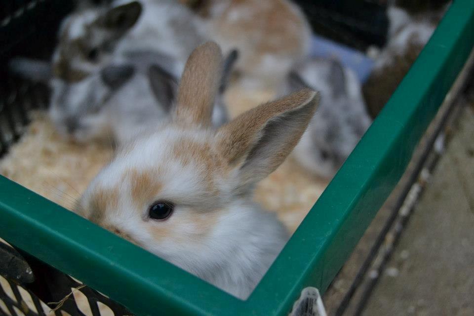 Kanin Rådved Nygård´s Star Scream (Udlånt) billede 12