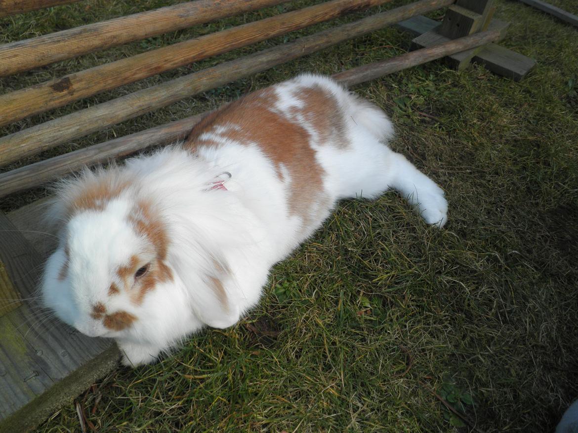 Kanin Pjuske *Pjullemand* - Når man ikke gider springe længere (-: billede 3