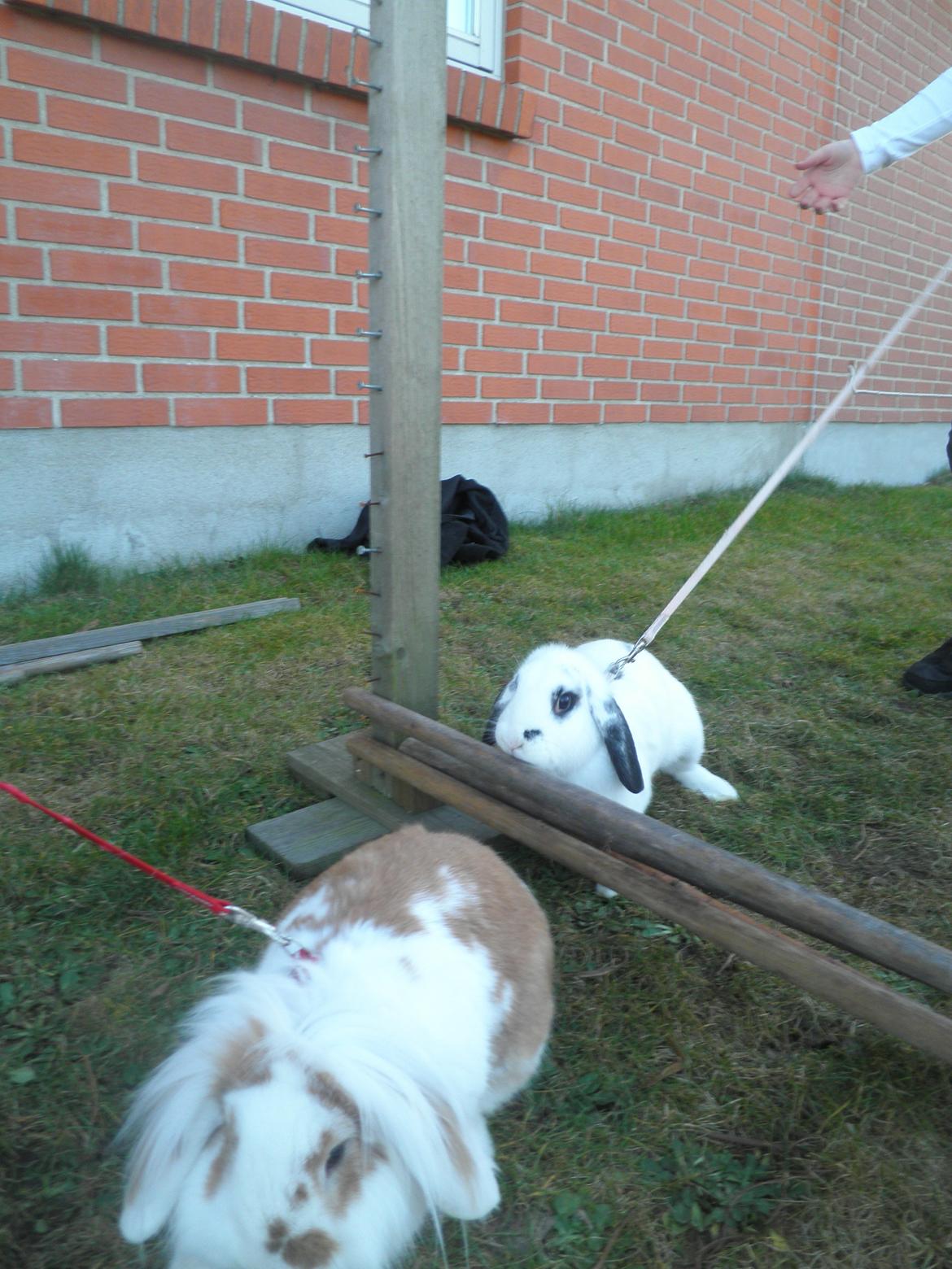 Kanin Pjuske *Pjullemand* - Den sort/hvide i baggrunden er hans søster Perle (-: billede 5