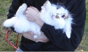 Kanin Pjuske *Pjullemand* - En af de måder Pjuske bedst kan lide at ligge på :-D billede 10