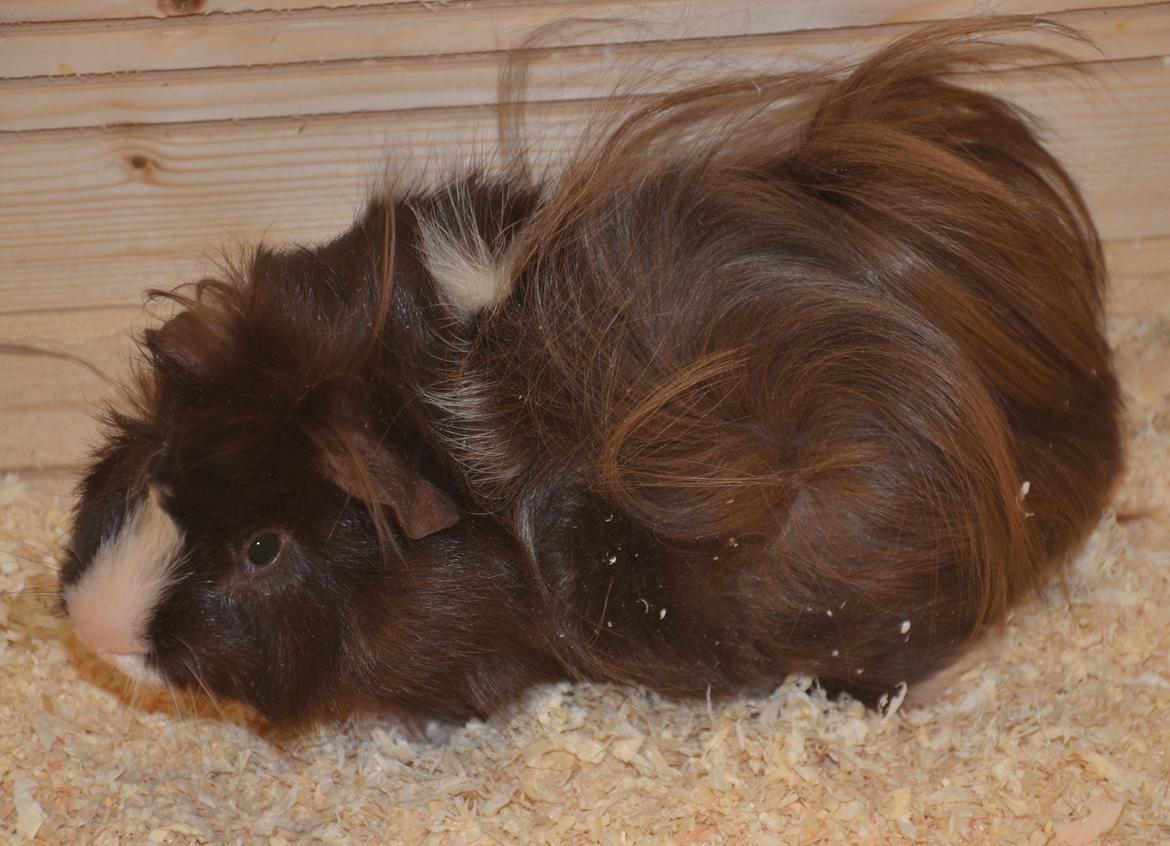 Marsvin Spike billede 18