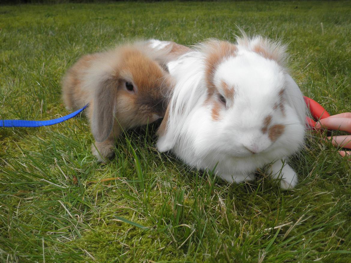 Kanin Pjuske *Pjullemand* - Pjuske og hans veninde (min anden kanin) Nella (-: billede 12