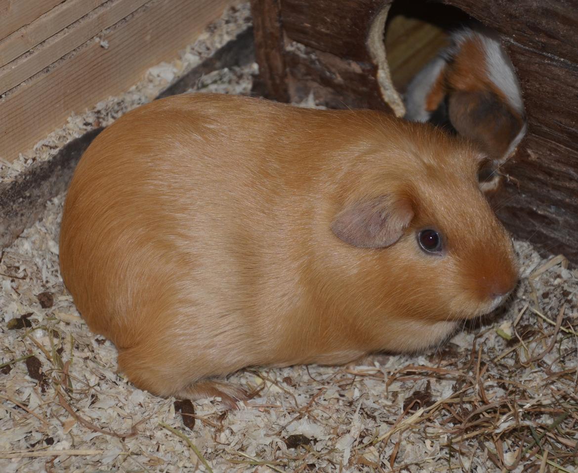 Marsvin Nelly Von Curia billede 20