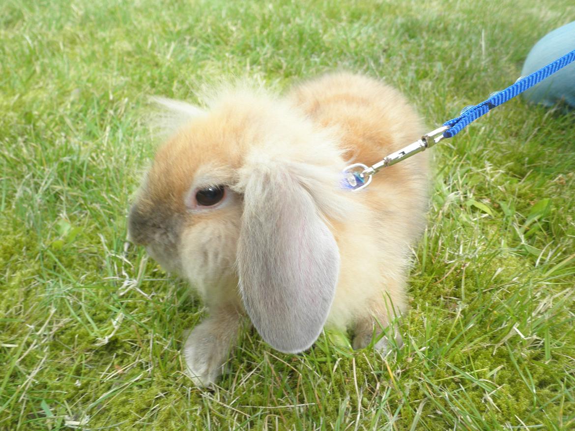 Kanin Canella *Nella* - På opdagelse billede 1