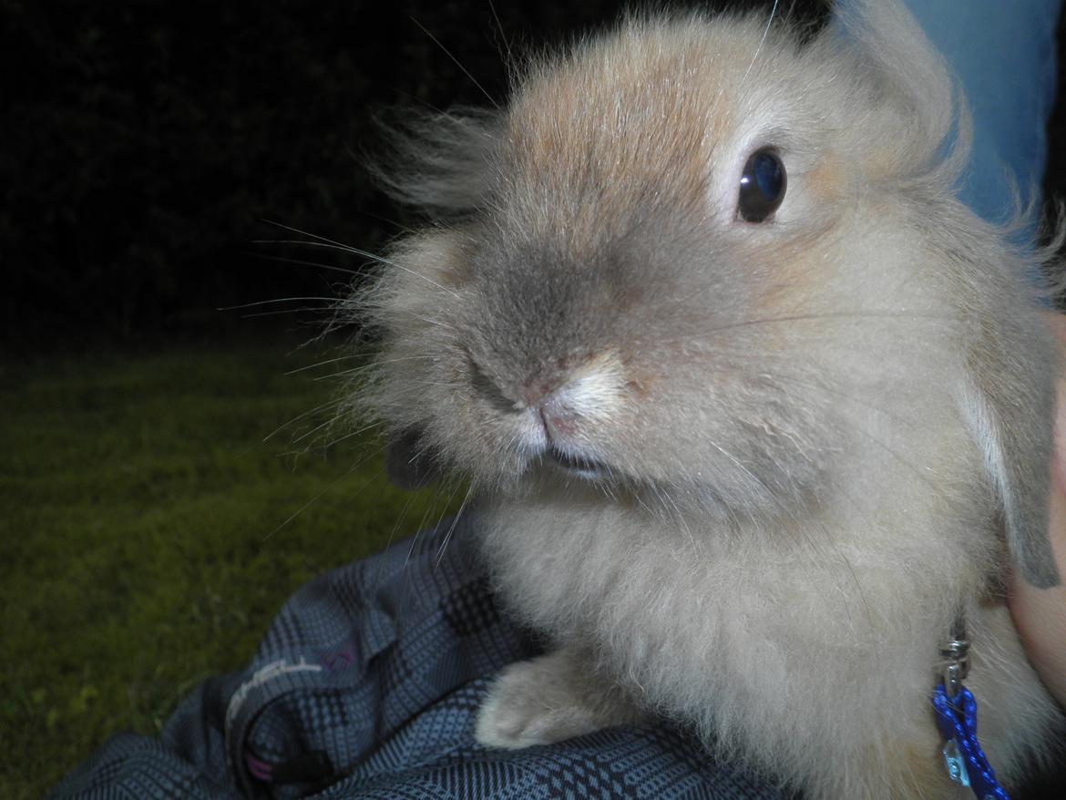 Kanin Canella *Nella* - Højlys dag :-D Belysning snyder billede 3