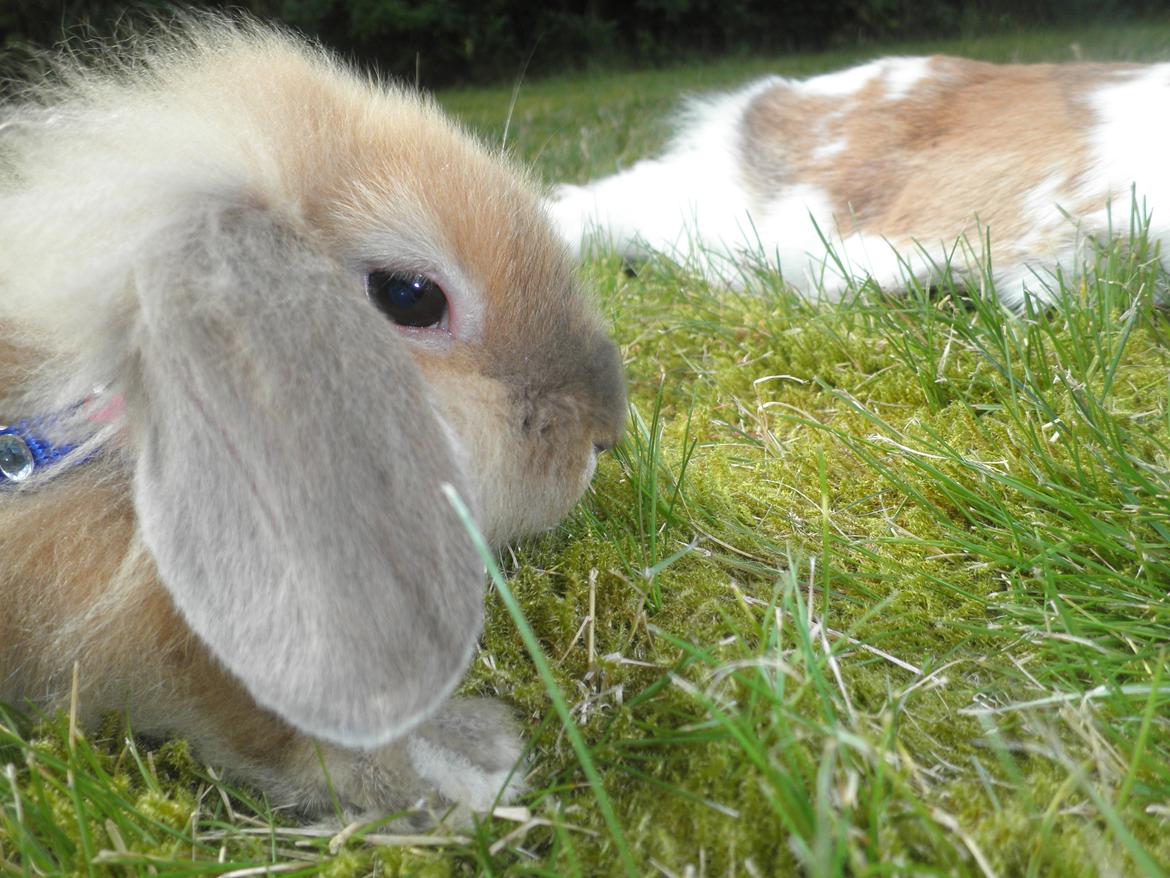 Kanin Canella *Nella* - Trææææt! billede 5