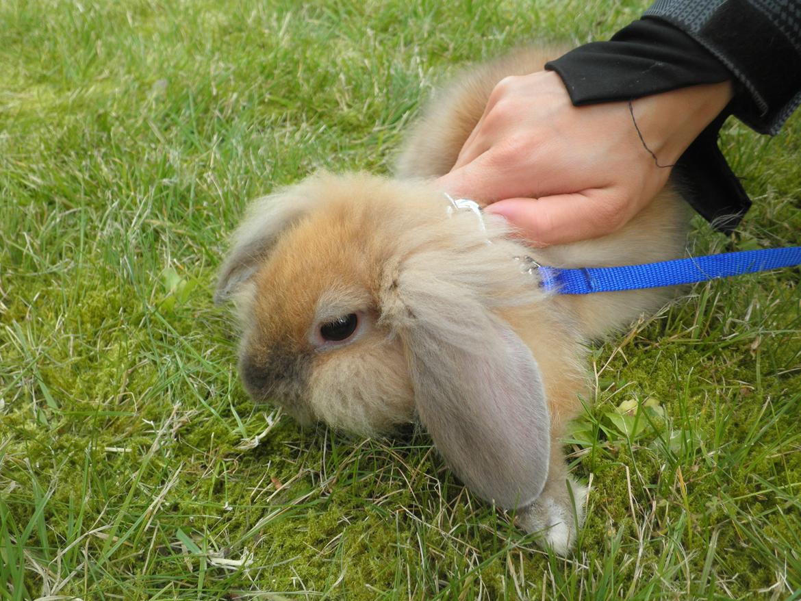 Kanin Canella *Nella* - Kom nu her lille Nella bandit! billede 6