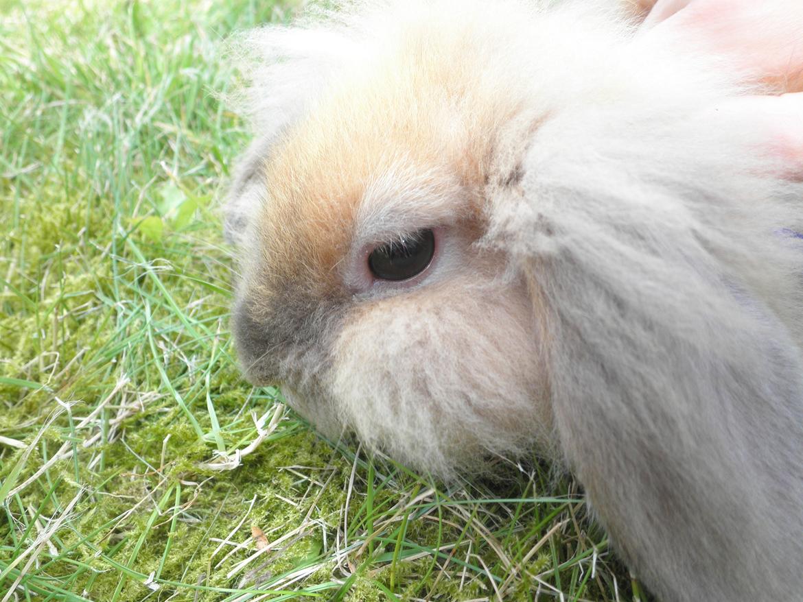 Kanin Canella *Nella* - Smukke dyr♥ billede 7