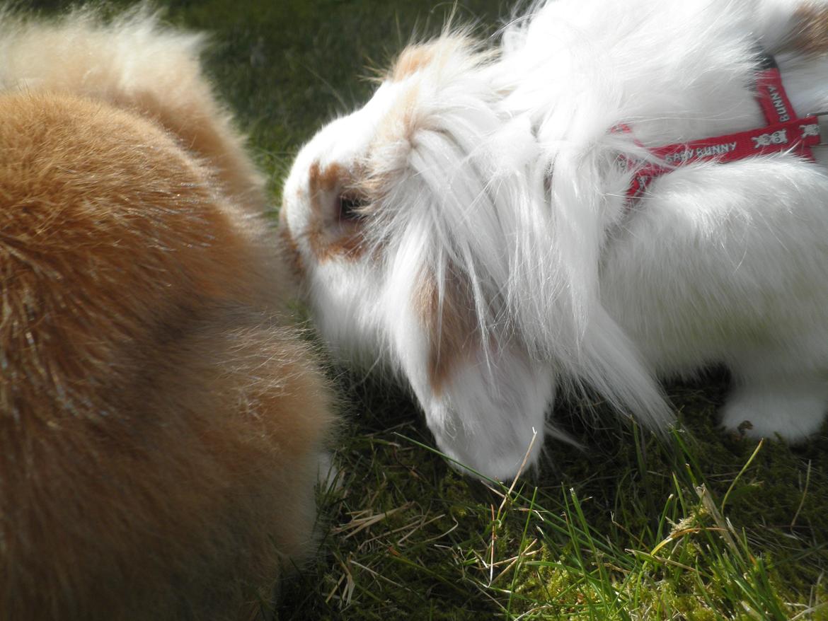 Kanin Canella *Nella* - Pjuske og Nella ♥ billede 8