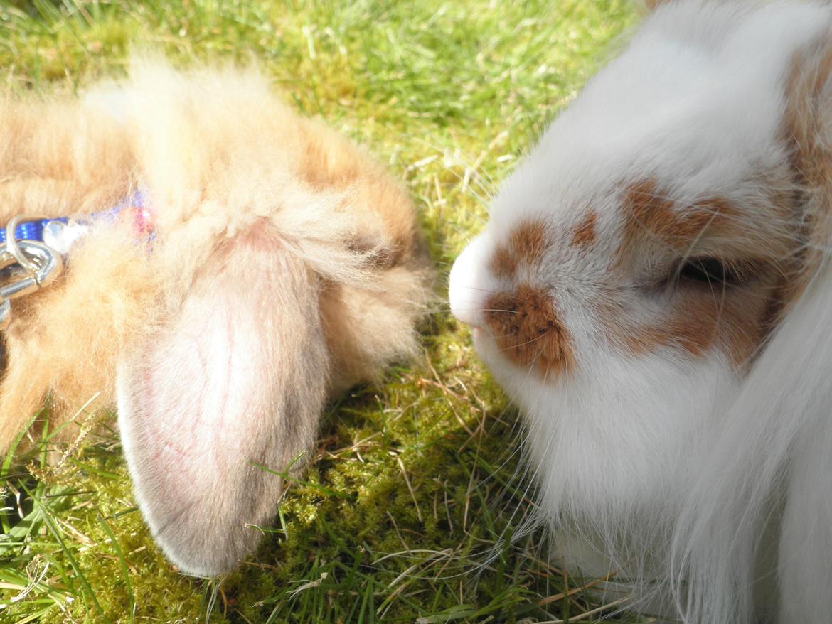 Kanin Canella *Nella* - Myyyys♥ billede 9