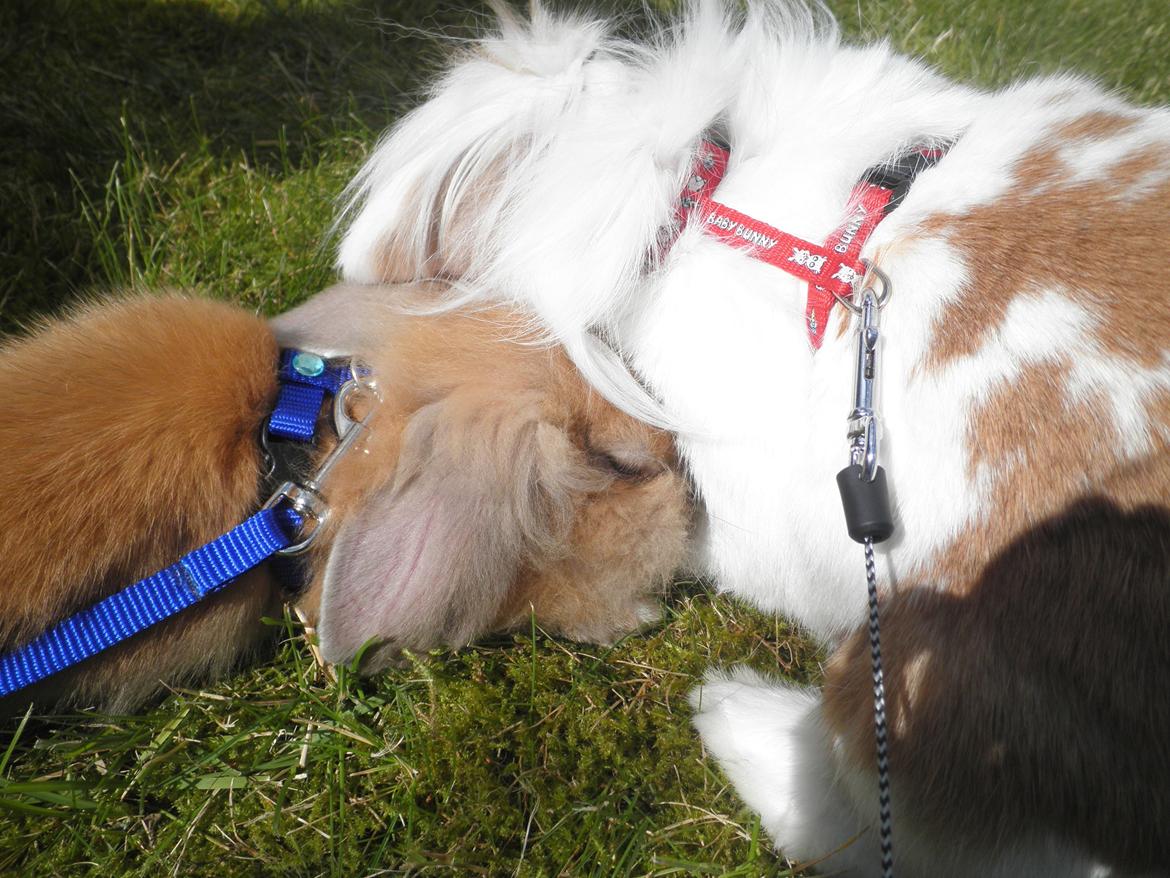 Kanin Canella *Nella* - Hvad var det nu lige han var for en? (-:<3 billede 10