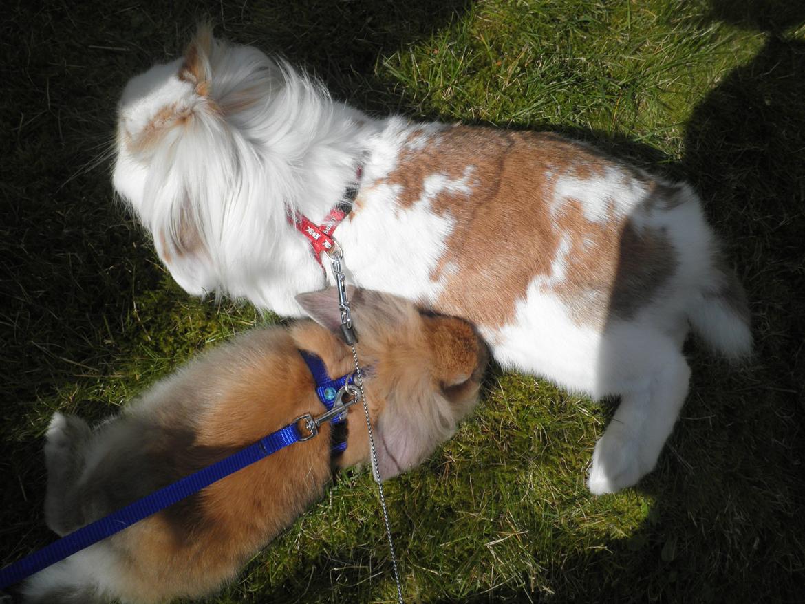 Kanin Canella *Nella* - Best friend♥ billede 11