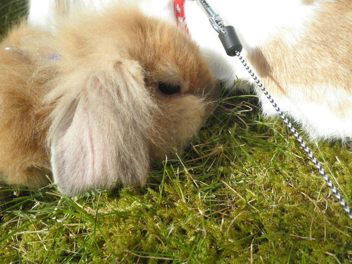 Kanin Canella *Nella* - SNUT! billede 12