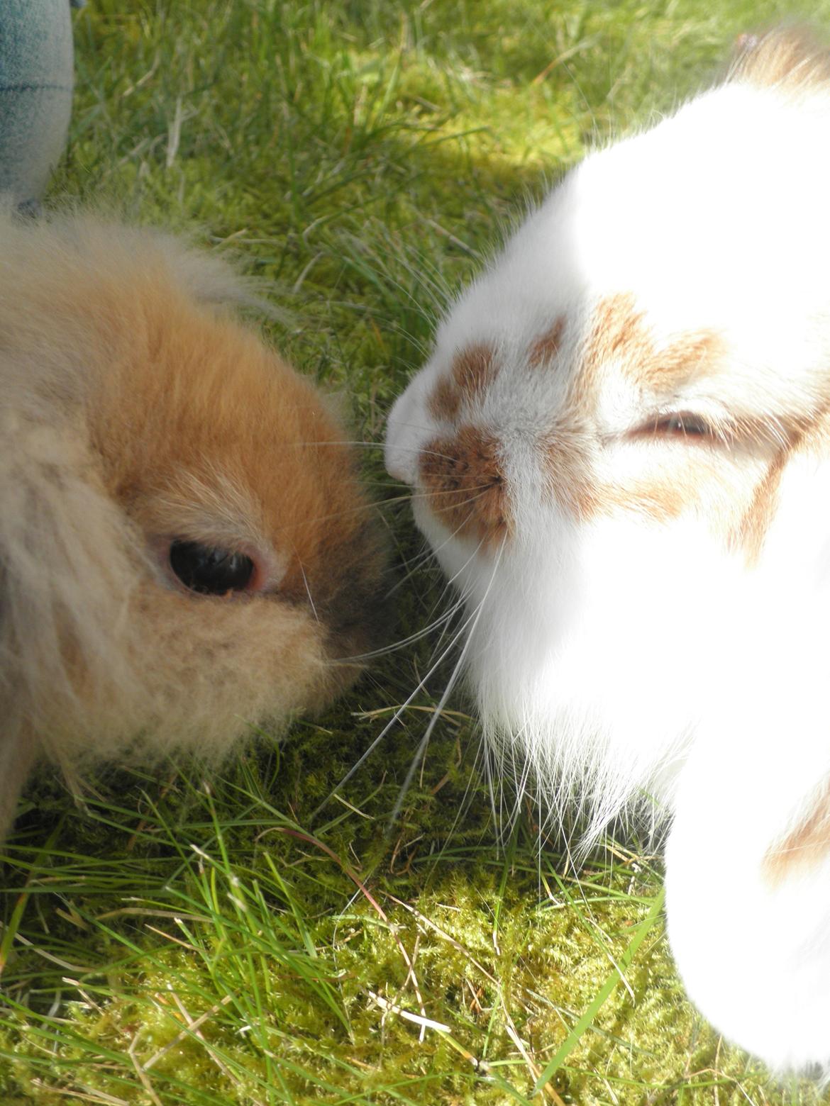 Kanin Canella *Nella* - Mysseeeer♥ billede 13