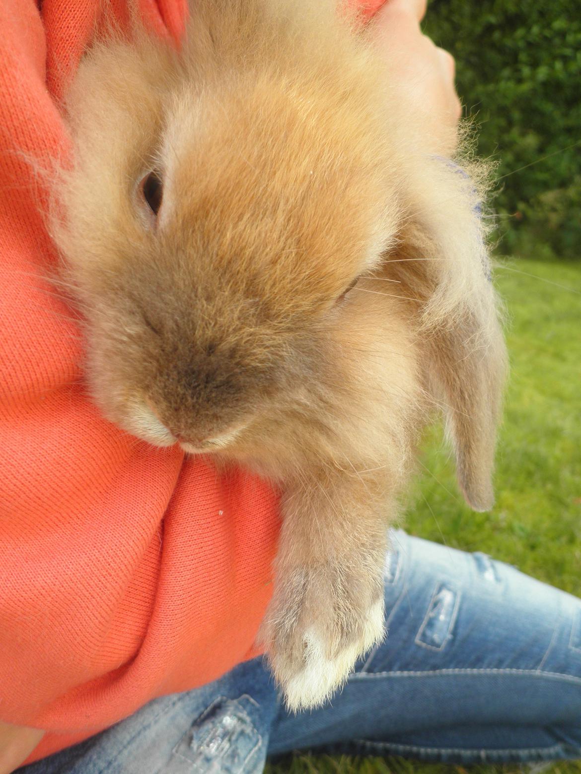 Kanin Canella *Nella* - Dingleskat :-D billede 14