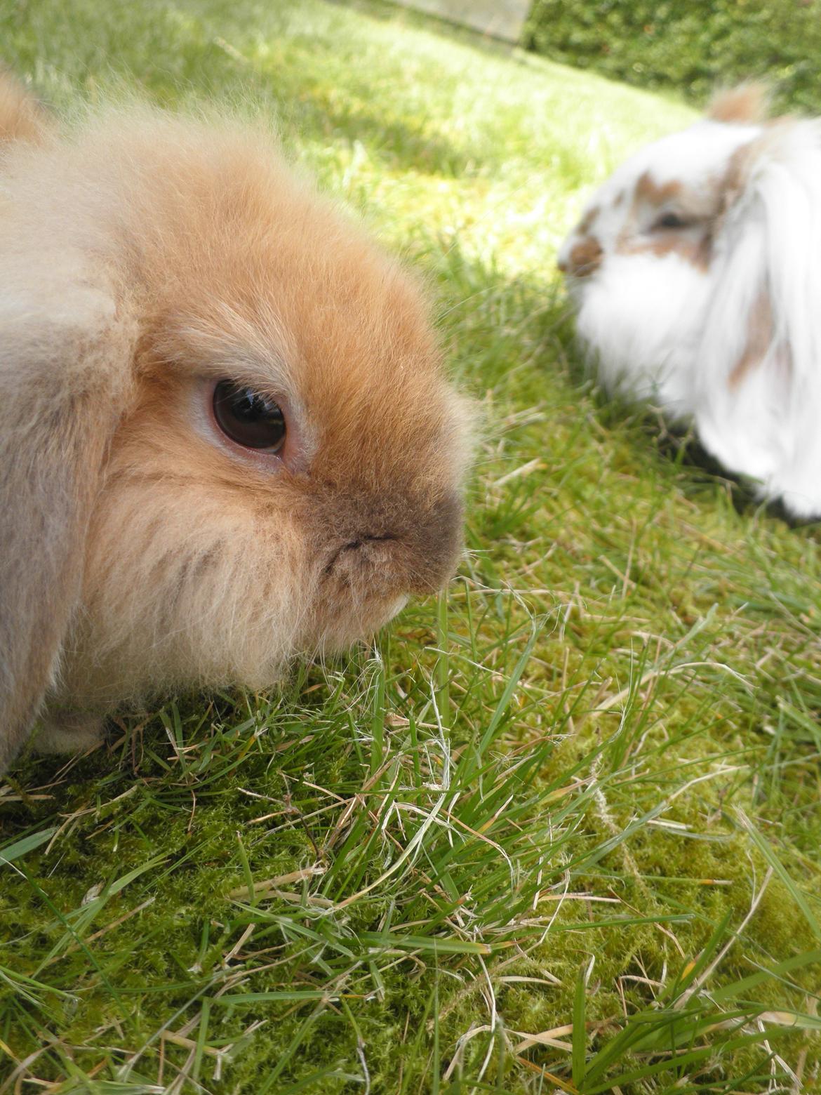 Kanin Canella *Nella* - ♥ billede 15