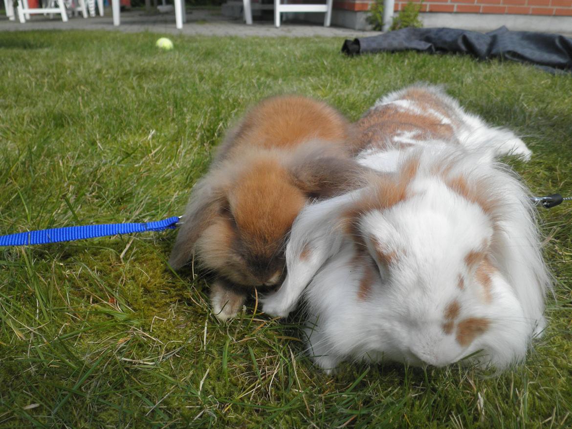 Kanin Canella *Nella* - ♥ billede 16