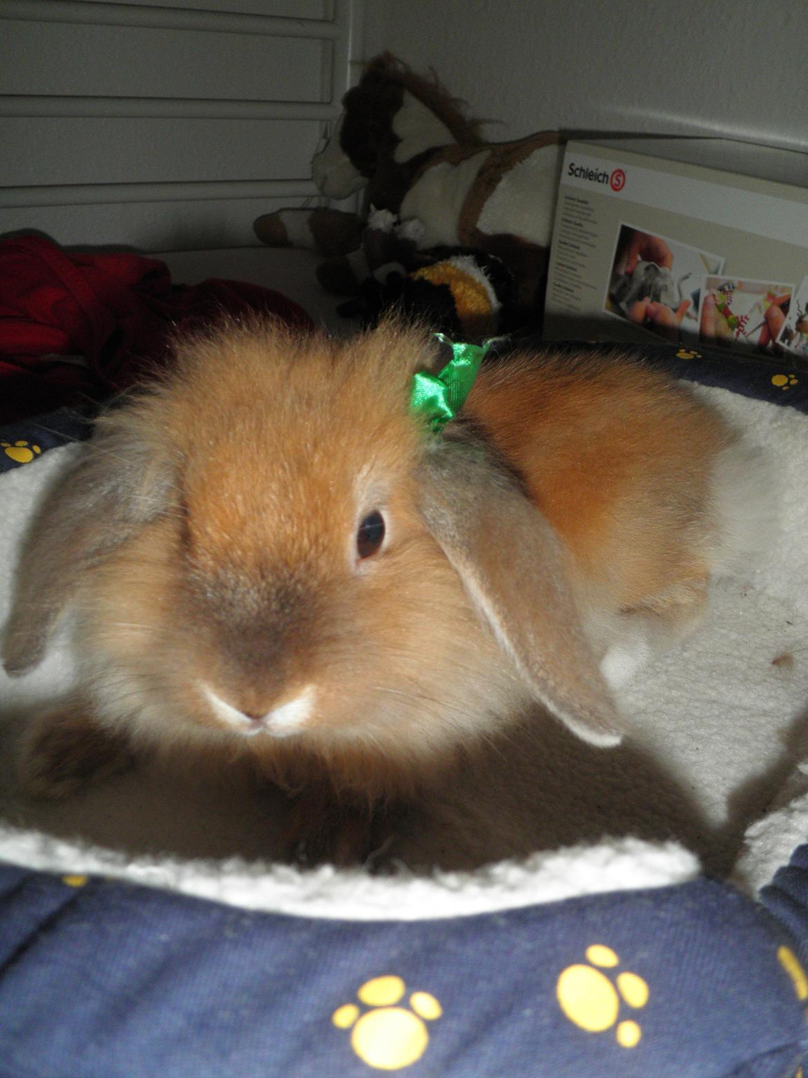Kanin Canella *Nella* - Indendørs ♥ billede 2
