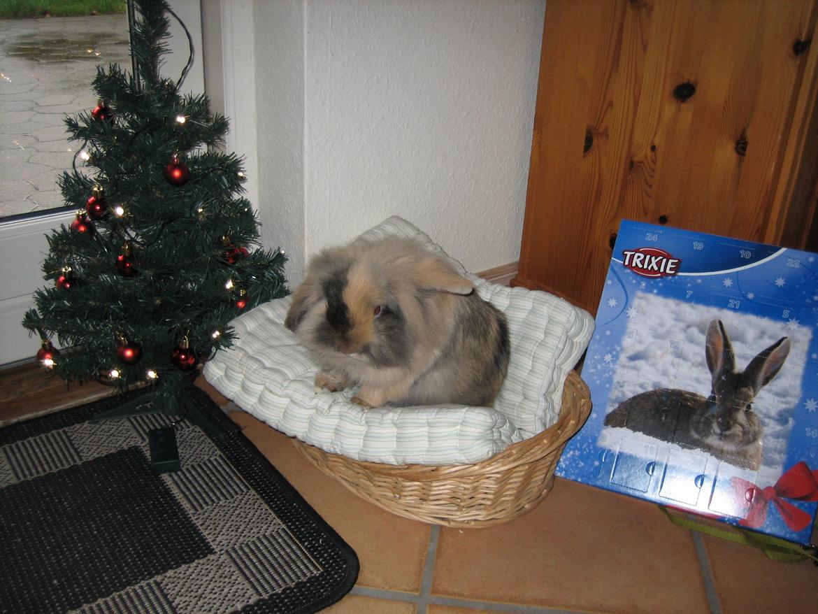 Kanin Alvin billede 1