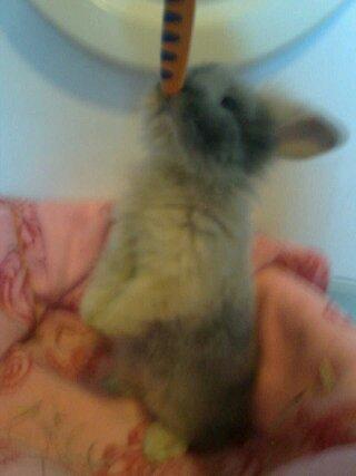 Kanin Alvin billede 2