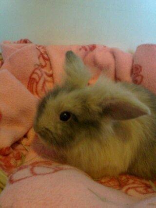 Kanin Alvin billede 3