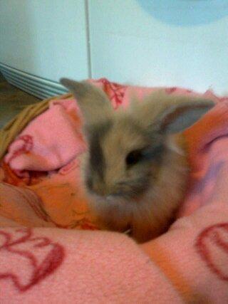 Kanin Alvin billede 4