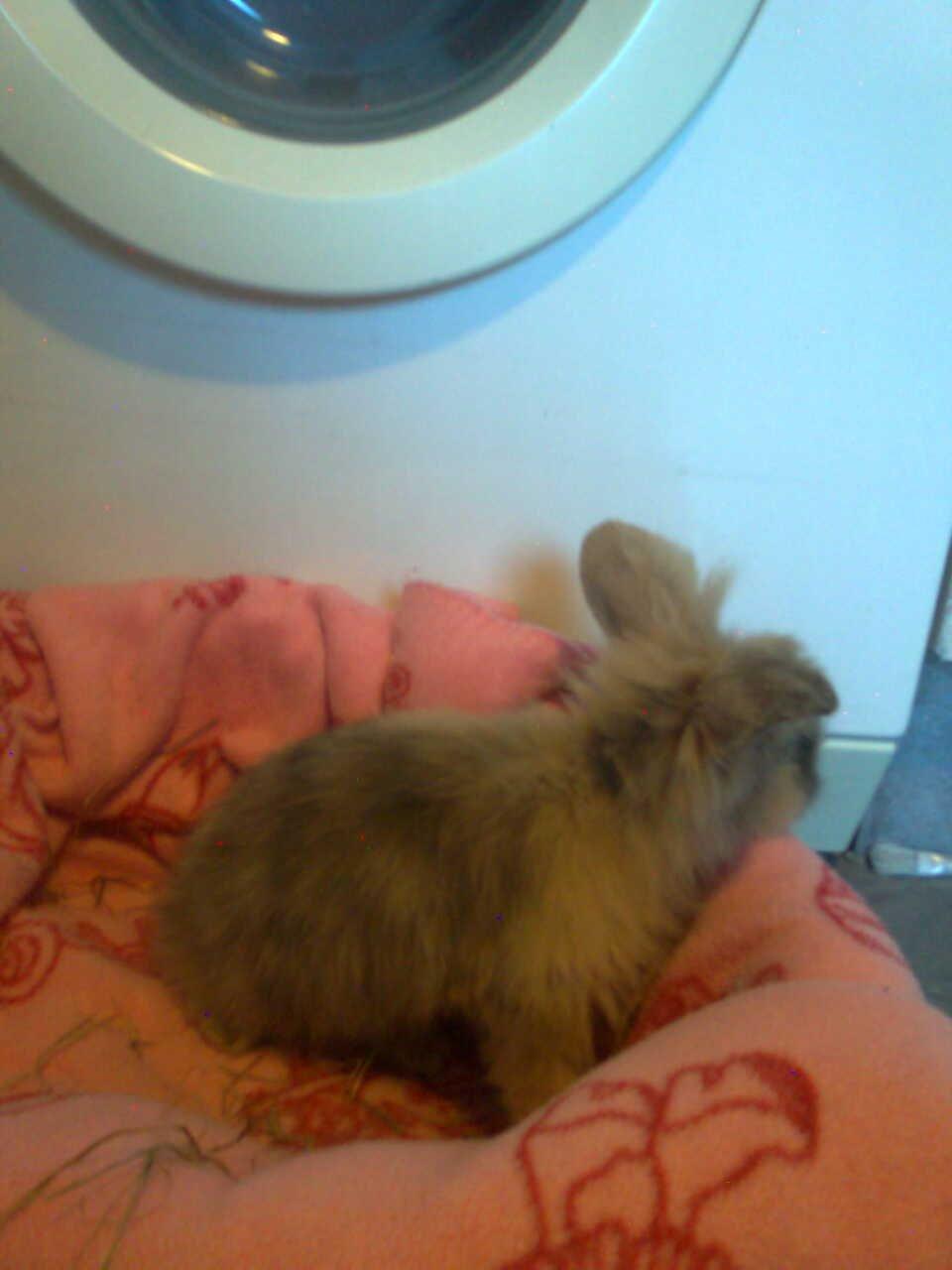 Kanin Alvin billede 5