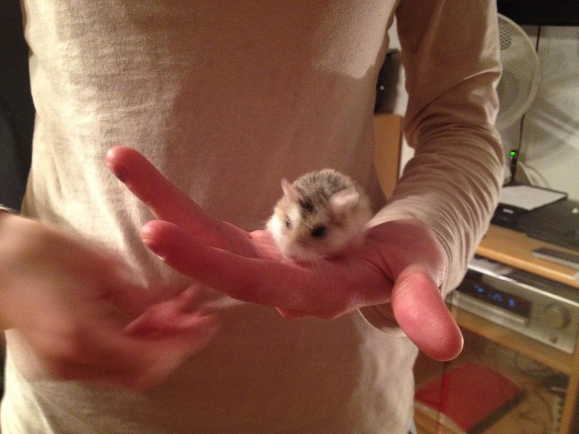 Hamster speedy  R.I.P billede 3