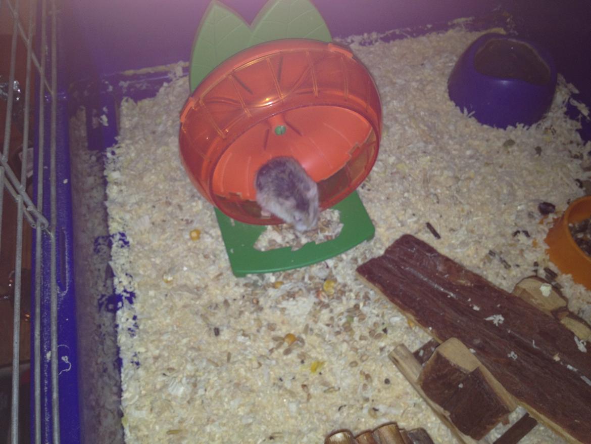 Hamster speedy  R.I.P billede 5