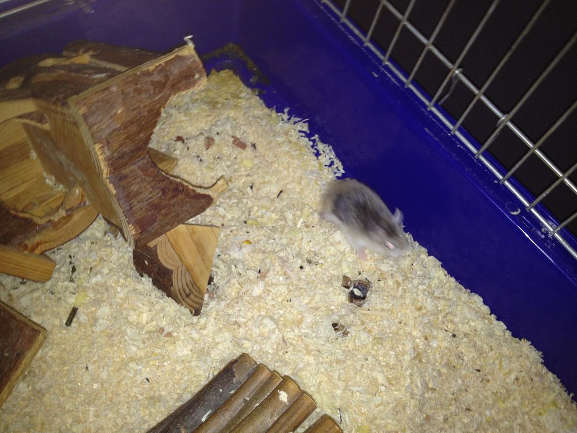 Hamster speedy  R.I.P billede 6