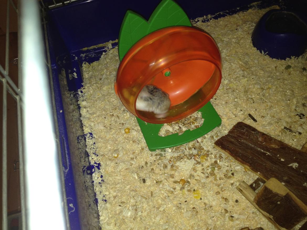 Hamster speedy  R.I.P billede 7