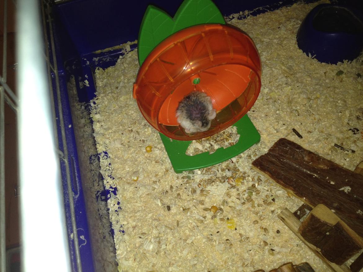 Hamster speedy  R.I.P billede 8