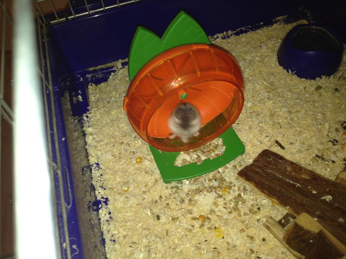 Hamster speedy  R.I.P billede 9