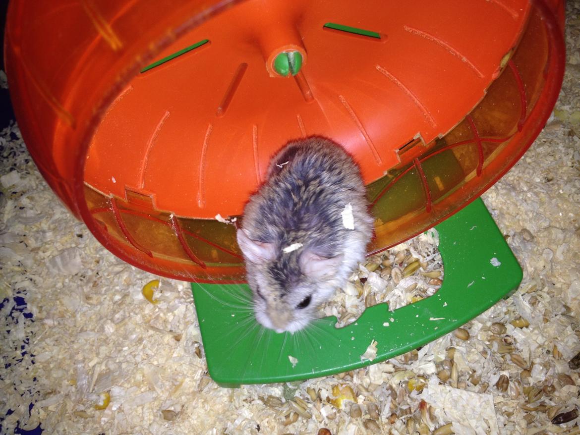 Hamster speedy  R.I.P billede 10