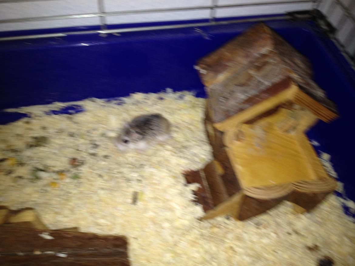 Hamster speedy  R.I.P billede 12